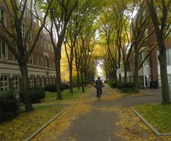 Lovely bicycle man fall autumn leaves harvard