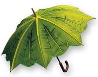 Banana leaf umbrella